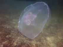 ostrov-popova-alekseeva-meduzi