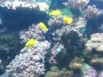 Обитатели подводного Гуама