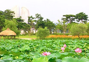 Цветущие лотосы в Южной Корее