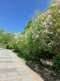 IMG 20250516 095053