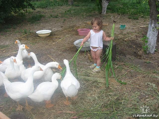 Гуси-гуси?ГА-ГА-ГА