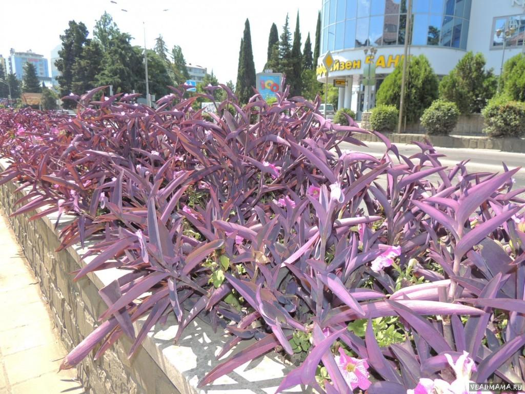 DSCN1356