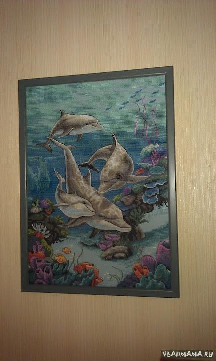 dolphin domain
