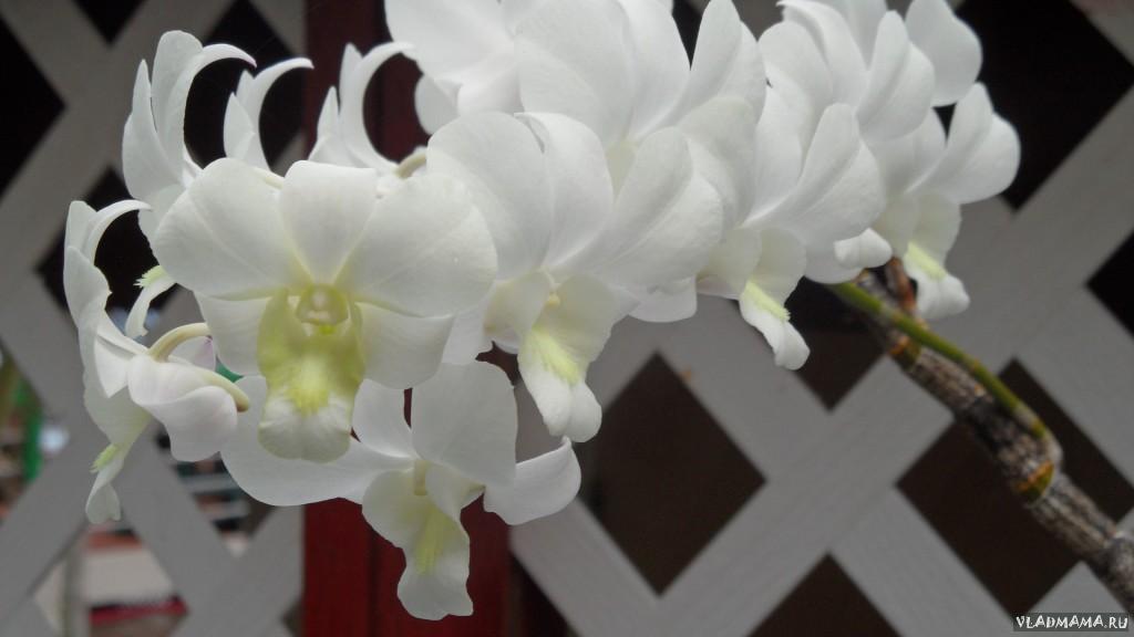 фОТО 8