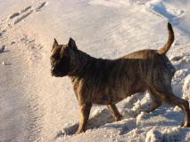 №36 lipka*