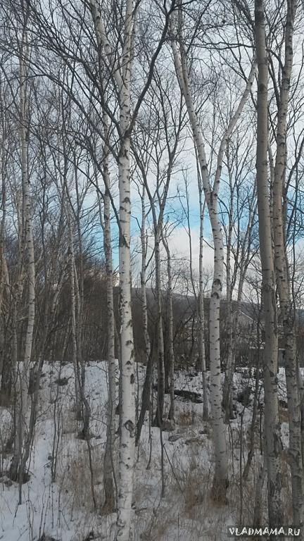 Южно-Сахалинск. Березы зимой