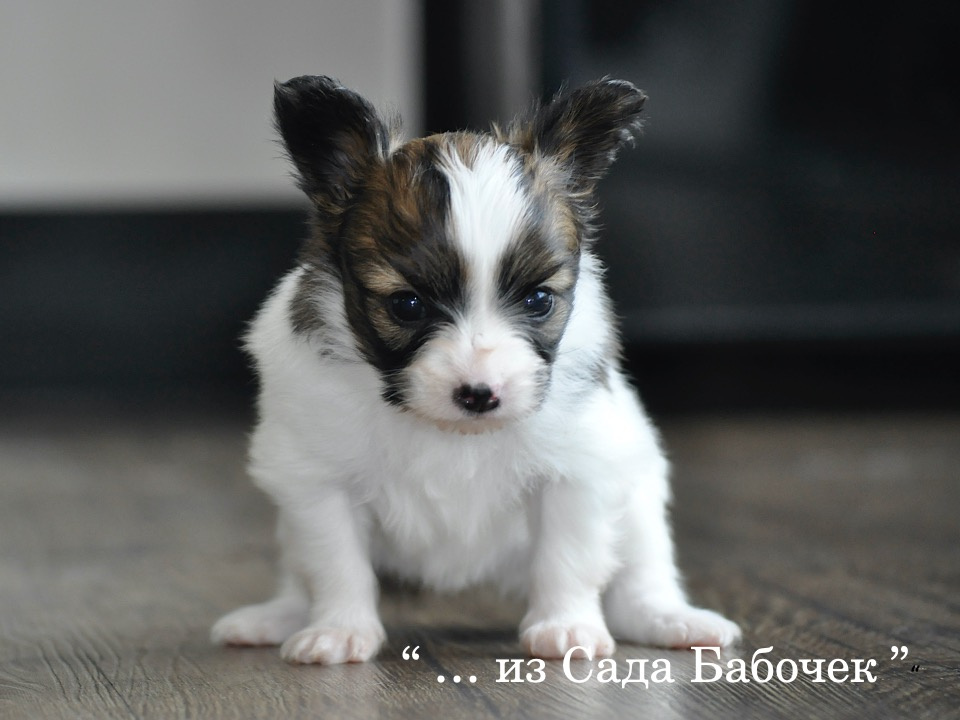 щен