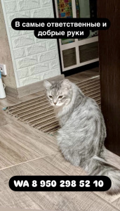 75868