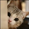Аватара пользователя