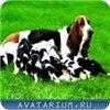 Аватара пользователя