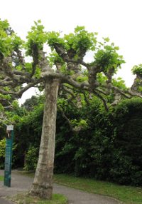 Дерево в саду Максимилиана
