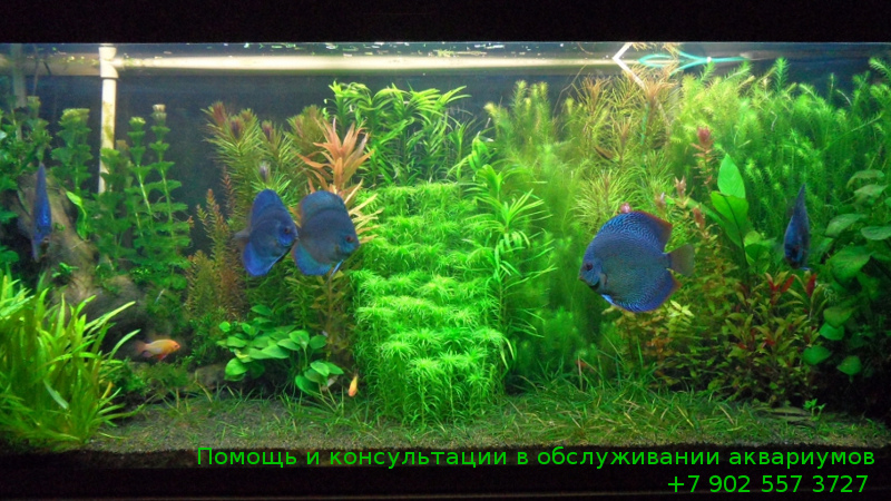 Помощь и консультации в обслуживании аквариумов +7 902 557 3727
